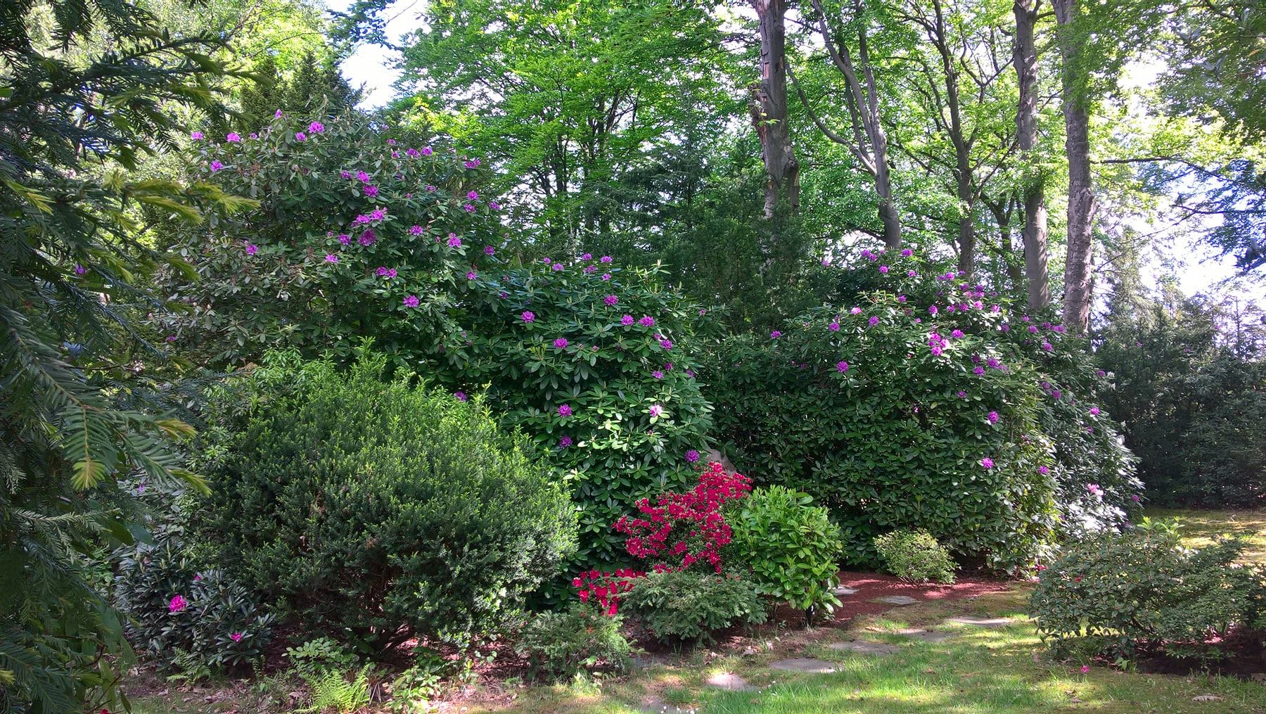 Rosa und rot blühende Rhododendren zwischen immergrünen Gehölzen unter hohen Laubbäumen auf Südwestfriedhof Essen